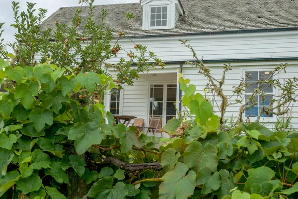 Grape vine and old apple tree in front of white wooden cottage.