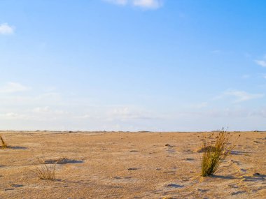 Yeşil kamış büyüyen düz kumlu sahil ve ufukta mavi gökyüzü.
