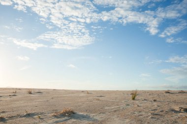 Kuzeydoğu Yeni Zelanda 'da beyaz bulutlarla mavi gökyüzünün altında büyüyen tek kamışlı geniş kumlu sahil manzarası..