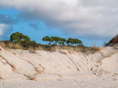Marram çimenleri ve ağaçlarla kaplı kum tepeciği Yeni Zelanda 'nın kuzeyindeki bulutlu gökyüzünün altında.