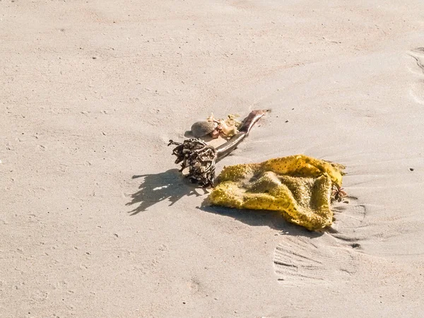 Hoja Plana Amarilla Tallo Sobre Algas Lavadas Playa —  Fotos de Stock