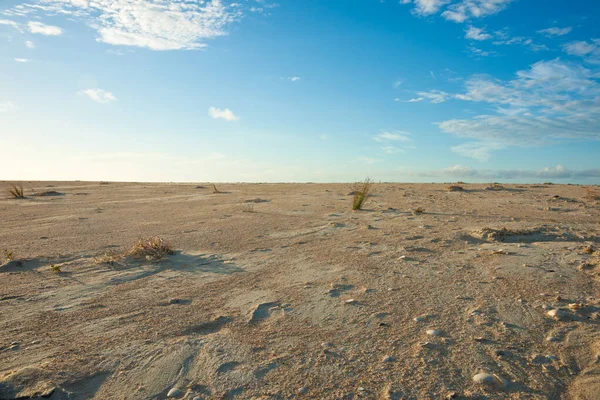 stock image Expansive sandy coastal scene with single reed growing under blue sky with white clouds in Northland New Zealand.