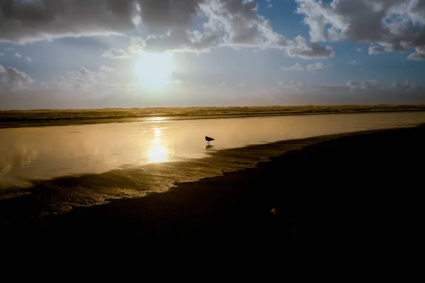 Μοναχικός Γλάρος Πλατιά Επίπεδη Παραλία Στην Άκρη Της Σιλουέτας Στην — Φωτογραφία Αρχείου