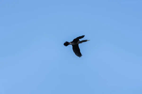 Gökyüzünde Uçarken Karabatak — Stok fotoğraf