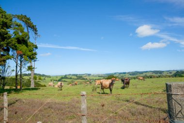 Yeni Zelanda 'nın kuzeyindeki paslı dikenli tel örgülerin ötesindeki tarlalarda sığırlar otluyor..