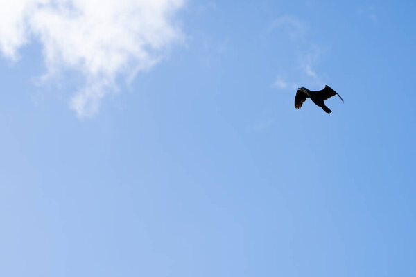 Cormorant in flight high in sky against white cumulus cloud.