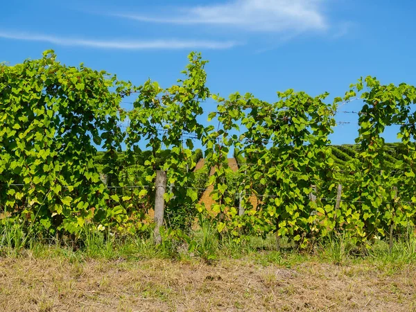 Northland Vineyards Trellis Growing Blue Sky — Stock Photo, Image