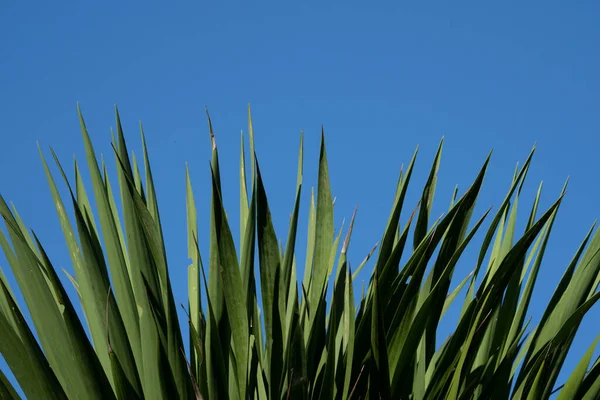 Nueva Zelanda Árbol Col Hojas Puntiagudas Ventilador Contra Cielo Azul —  Fotos de Stock
