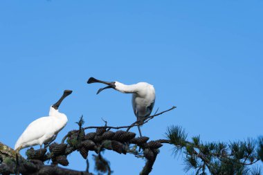 Bir çift Royal Spoonbill kuşu çam ağacında bir gagası açık bir şekilde sanki bağırıyorlarmış gibi etkileşime geçiyorlar..