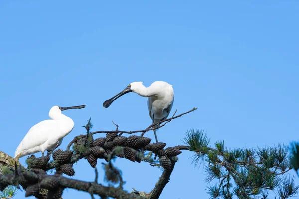 Par Pássaros Royal Spoonbill Pinheiros Interagindo Com Bico Bem Aberto — Fotografia de Stock