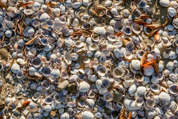 Омита Колекція Черепашок Покриває Пісок Пляжі — стокове фото