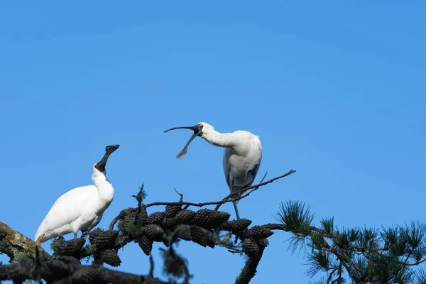 Pair Royal Spoonbill Birds Interacting One Beak Wide Open Yelling — Stock Photo, Image