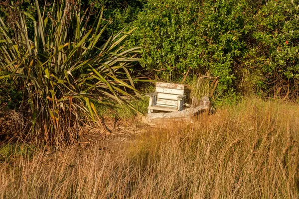 湿地芦苇间的旧木椅 — 图库照片