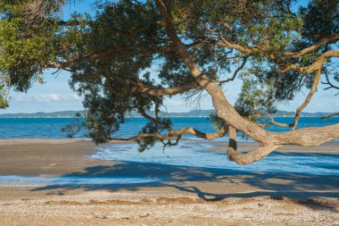 Büyük pohutukawa ağaç dalı plajın üzerinde uzanır mavi gökyüzü ve manzaranın ötesinde.