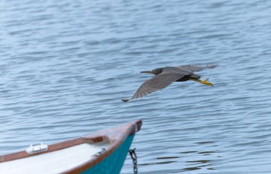Pasifik resif balıkçıl su üzerinde uçuyor.