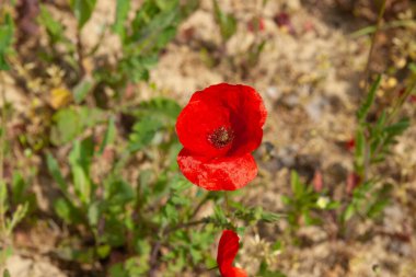 İtalya kırsalında geleneksel kırmızı haşhaş tarlası.