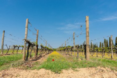 İtalyan topraklarında üzüm asmalarında yeni tomurcuk gelişimi.