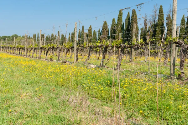 New Bud Growth Rows Grape Vines Italian Landscape — Stock Photo, Image