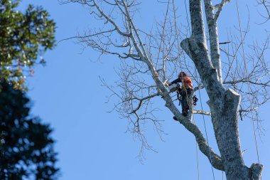 Tauranga Yeni Zelanda - 13 Haziran 2023; Ağaç budama dalları yüksek zincirli testereli ağaç kesici