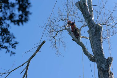 Tauranga Yeni Zelanda - 13 Haziran 2023; Ağaç budama dalları yüksek zincirli testereli ağaç kesici