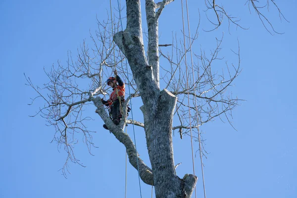 stock image Tauranga New Zealand - June 13 2023; Arborist with chainsaw roped high in tree pruning branches