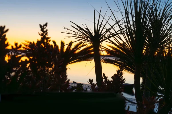 Palmiers Silhouette Contre Jour Par Lever Soleil Doré — Photo