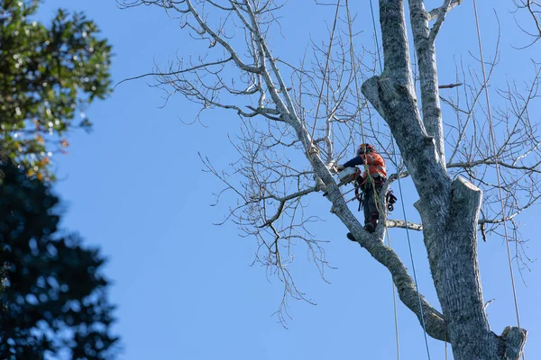 Tauranga New Zealand June 2023 Arborist Chainsaw Roped High Tree Stock Image