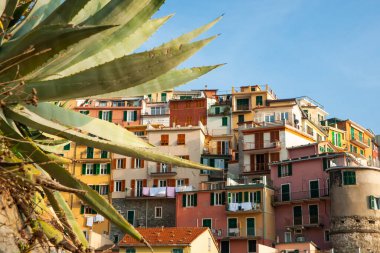 Manarola İtalya - 25 Nisan 2011; Manarola antik balıkçı köyünün Akdeniz üzerindeki kayalıklara inşa edilmiş evleri.