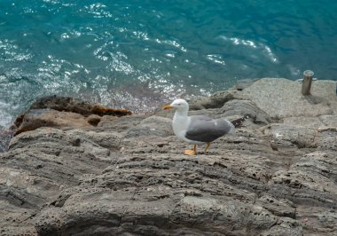 Güneşin altında, deniz kenarında bir martı..