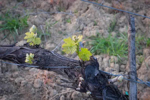 Grape Vine Gnarly Stem New Growth Fresh Green Leaves — Stock Photo, Image