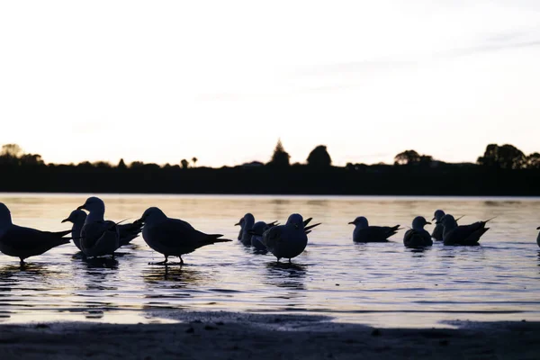 Sunrise Seagulls Standing Tauranga Harbour Shallows — Stock Photo, Image