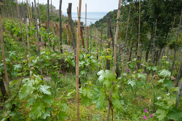 Grape Vines Growing Hillside Slopes Cinque Terre Italy — Stock Photo, Image