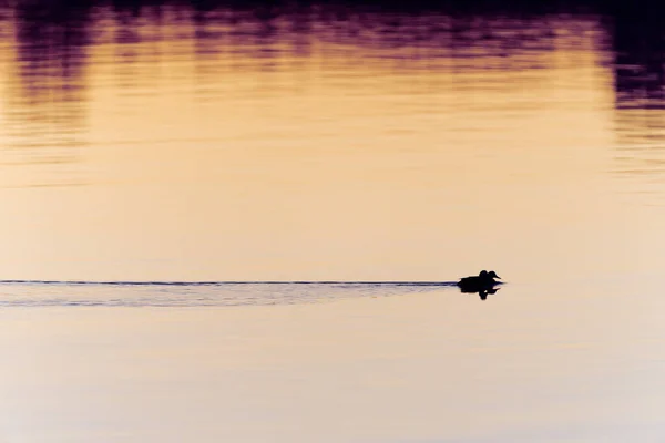 黄金の日の出の光でドッククロス穏やかな池 — ストック写真