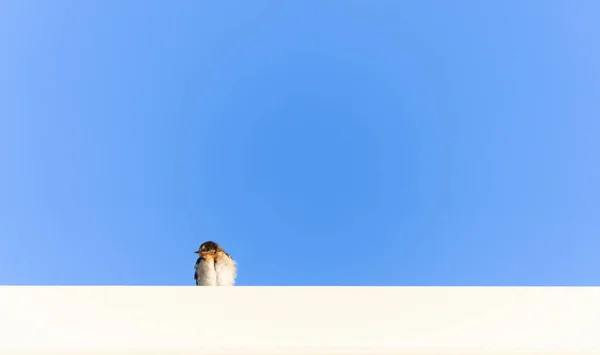 Welcome swallow perched on roof against blue sky copy space.