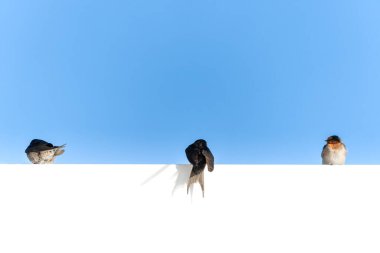 Hoş geldin kırlangıç çatıya tünemiş üç farklı pozla mavi gökyüzü kopya alanına.