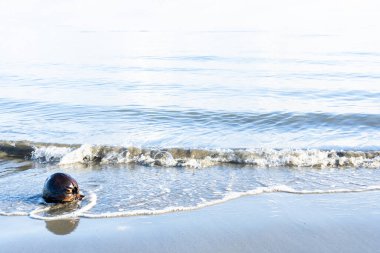 Tropikal ada suları Denarua Fiji 'de dalgalarla suyla çevrili hindistan cevizi ile sınırlıdır..