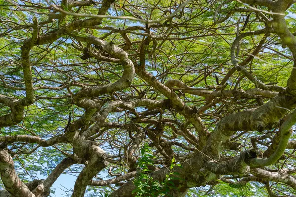 Düşük perspektiften geniş tohumlu Royal Poinciana ağacı.