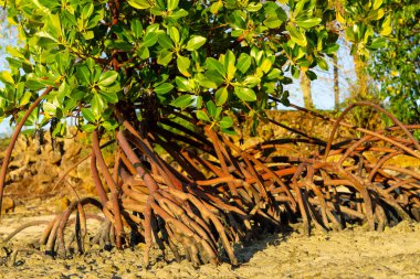 Red Mangrove 'un Stilt kökleri Fiji' deki gelgit haliçleri bölgesinde büyüyor..