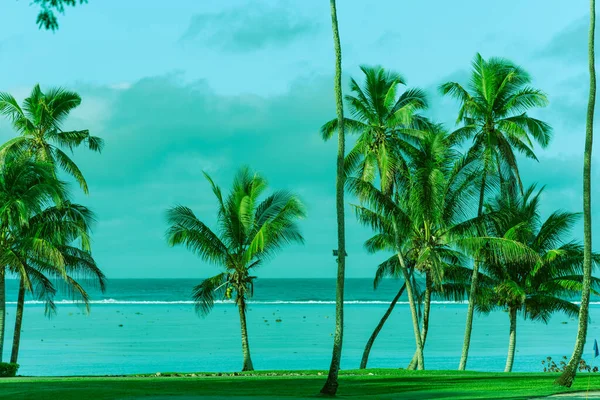 Tall coconut palm trees line water's edge in lagoon in Fiji.