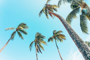 Mavi gökyüzüne karşı tropik adada gökyüzüne doğru yaklaşan palmiye ağaçları.