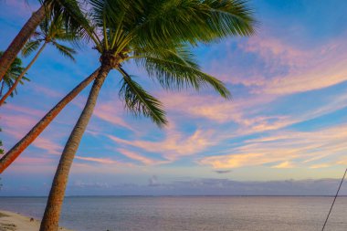 Hindistan cevizi palmiyeli tropik gün batımı.