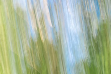 Kasıtlı kamera hareketi arkaplanı kullanarak soyut doğa bulanıklığı.