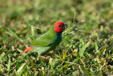 The diminutive colourful parrot-finch feeding on grass seed in lawn. clipart