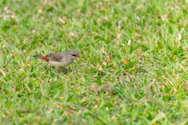 Çimenlerde tohum arayan kuş küçük kızıl munia dişisi..