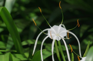 Fiji 'de açan beyaz dev örümcek çiçeğinin botanik görüntüsü..