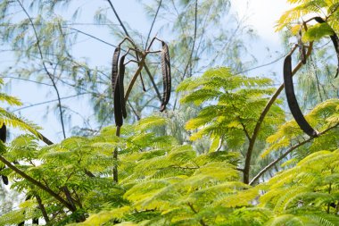 Uzun koyu renkli tohum kabukları tropikal gösterişli ağaçlardan sarkan dallara asılı..