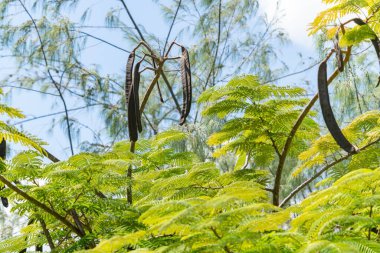Uzun koyu renkli tohum kabukları tropikal gösterişli ağaçlardan sarkan dallara asılı..
