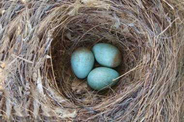 Yuvada üç mavi kuş yumurtası