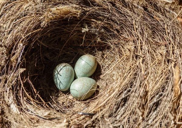 Three blue birds eggs in nest