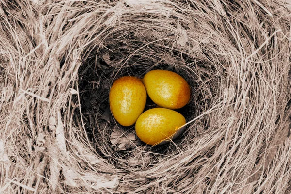 Three golden birds eggs in nest